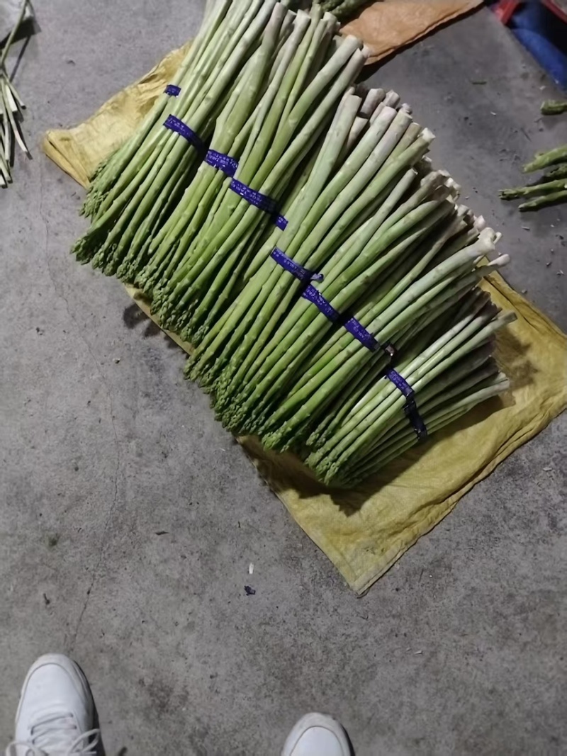 芦笋云霄新鲜绿芦笋现摘现卖一手货源欢迎广大电商咨询