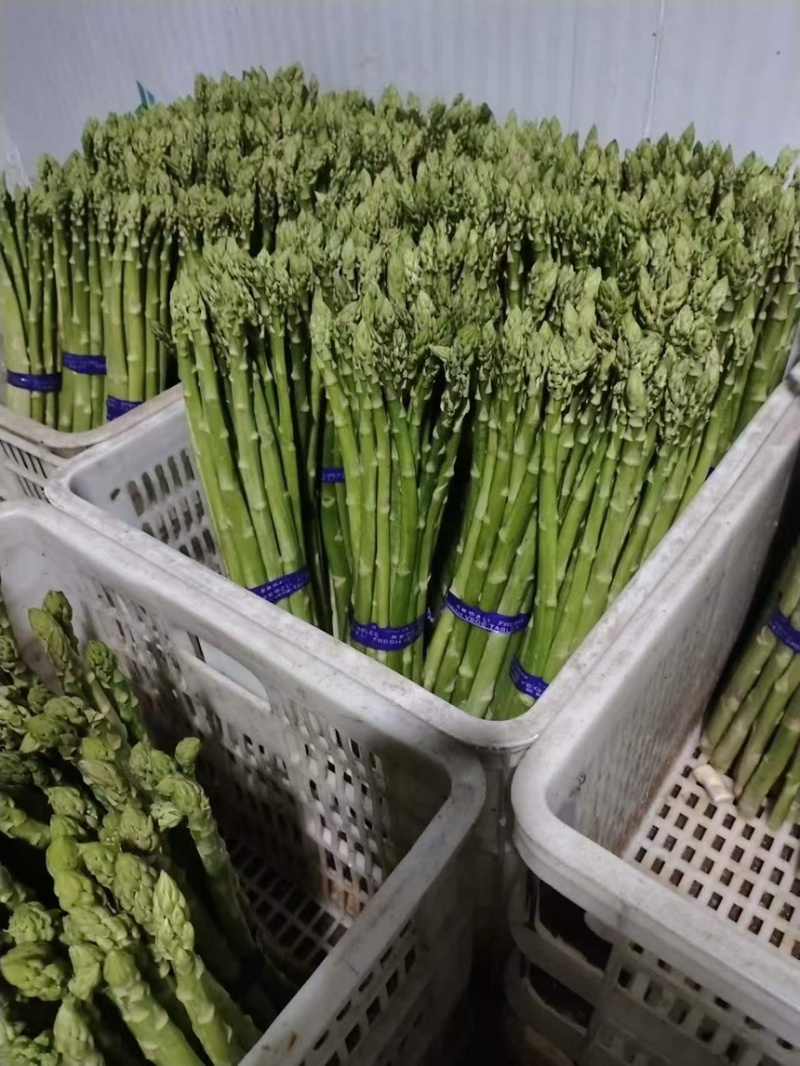 芦笋云霄新鲜绿芦笋现摘现卖一手货源欢迎广大电商咨询