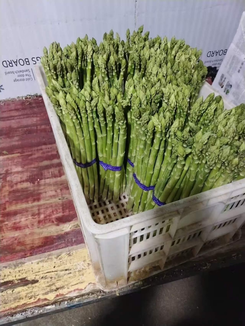 芦笋云霄新鲜绿芦笋现摘现卖一手货源欢迎广大电商咨询