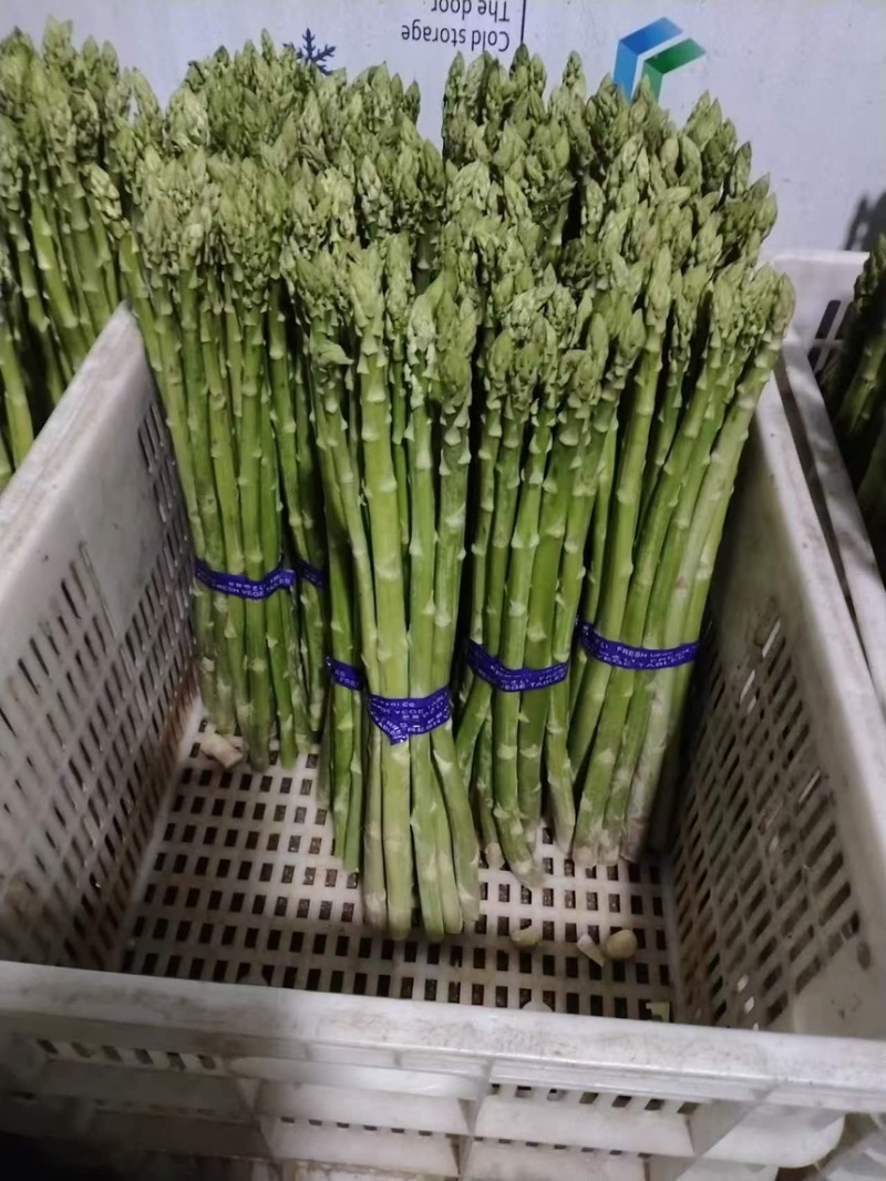 芦笋云霄新鲜绿芦笋现摘现卖一手货源欢迎广大电商咨询
