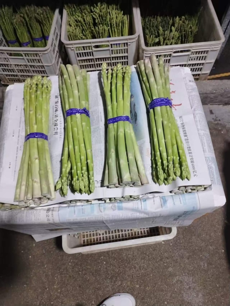 芦笋云霄新鲜绿芦笋现摘现卖一手货源欢迎广大电商咨询