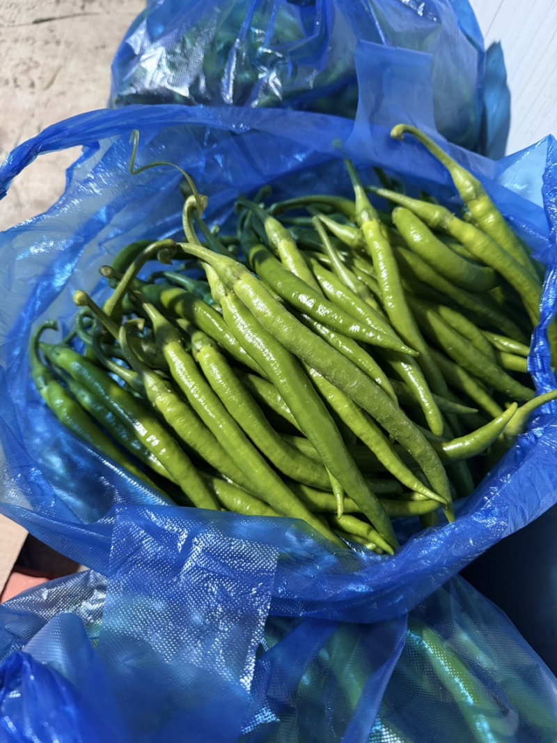 新民地产杭椒