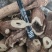 黄芪