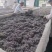 来凤藤茶恩施藤茶规新茶规格齐全产地直发保质保量