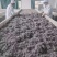 来凤藤茶恩施藤茶规新茶规格齐全产地直发保质保量