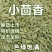 甘肃小茴香正品颗粒新货足干香料调料批发香辛料卤肉料干货食