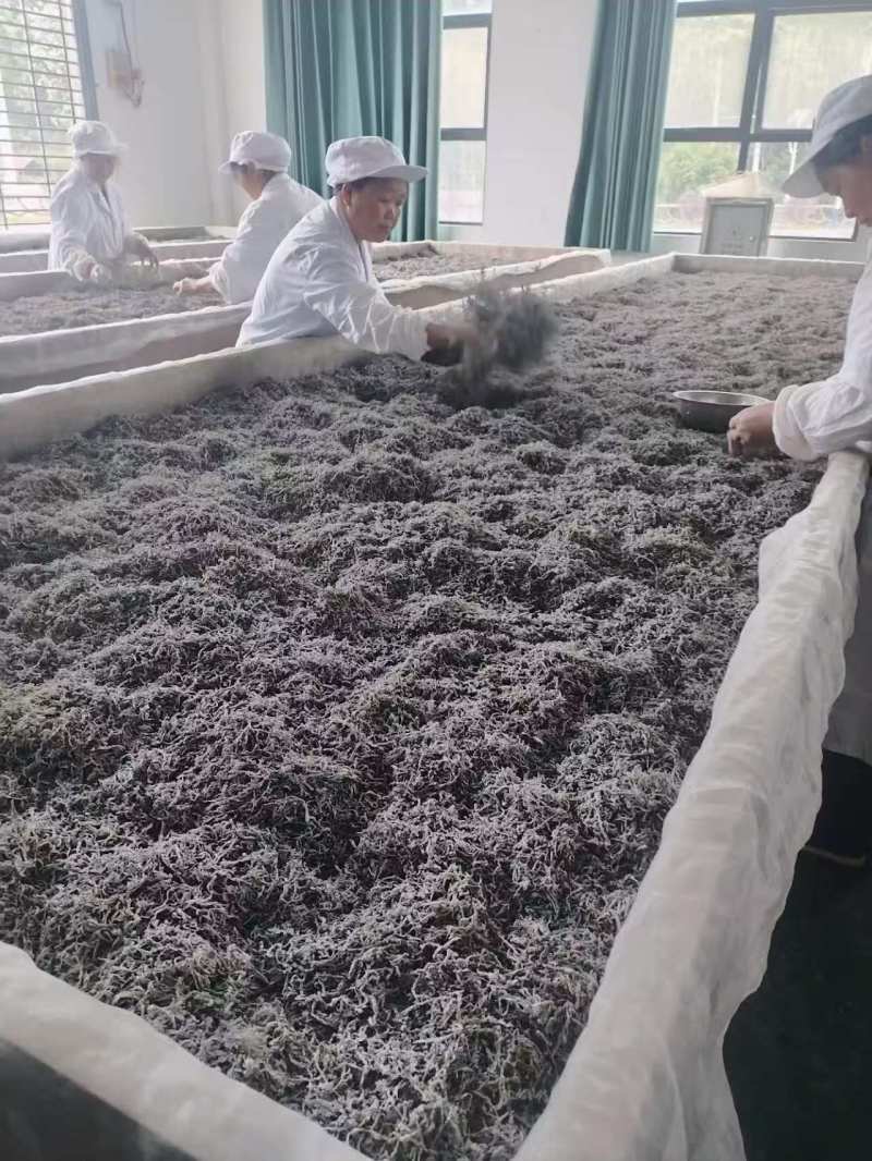 藤茶恩施特级富硒藤茶新茶龙须嫩芽尖欢迎咨询