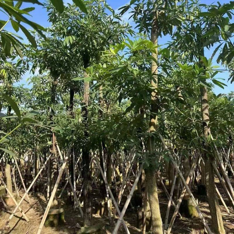 盆架子(灯台树)5--16分，