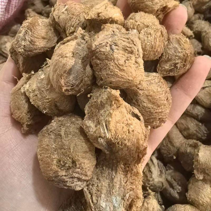 桑螵蛸生桑螵蛸贵州大棉