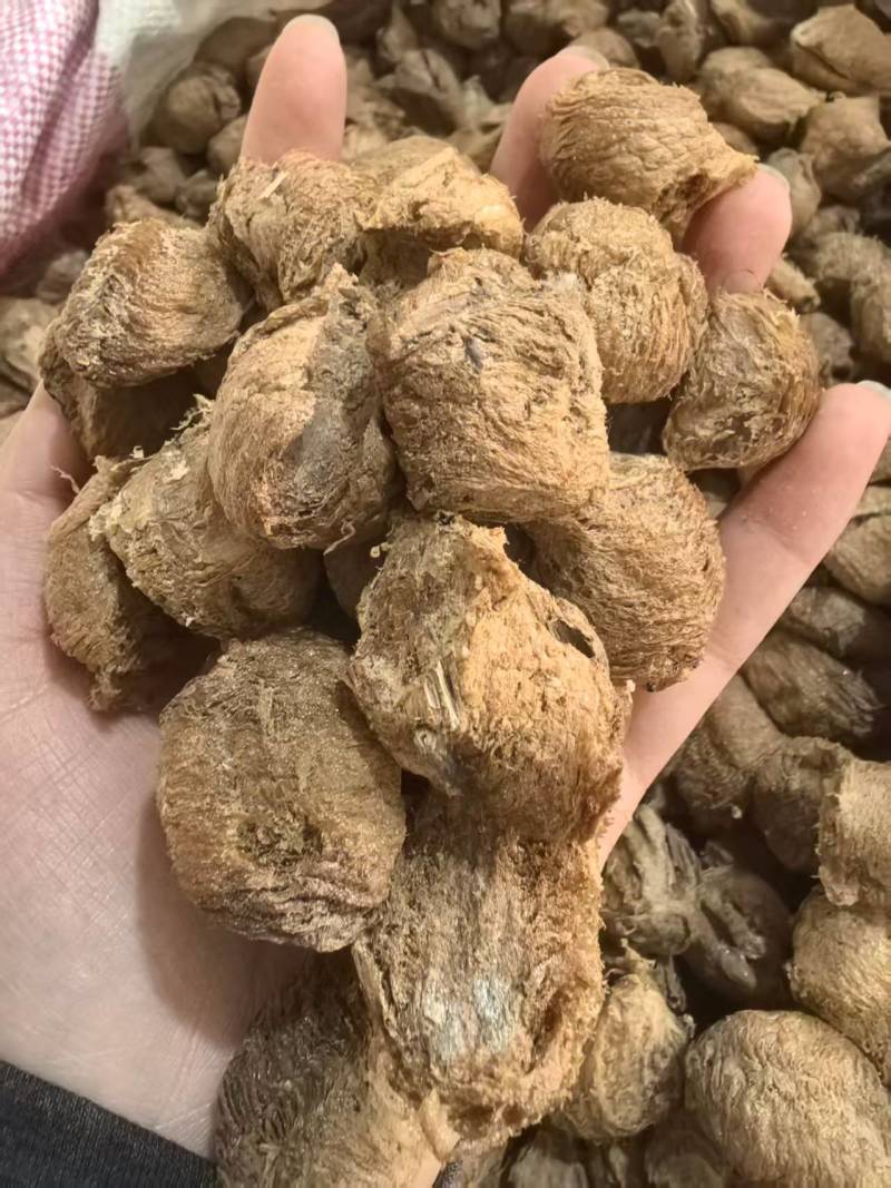 桑螵蛸生桑螵蛸贵州大棉