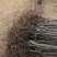 樱桃苗/各种品种/成活率高/砧木
