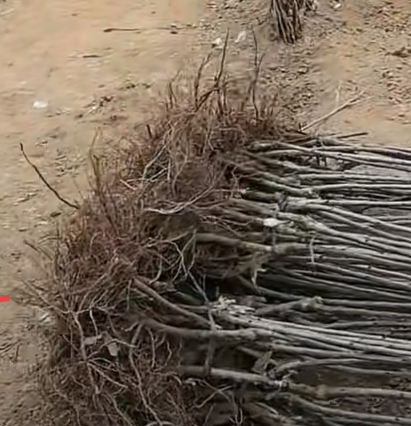 樱桃苗/各种品种/成活率高/砧木
