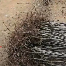 樱桃苗/各种品种/成活率高/砧木