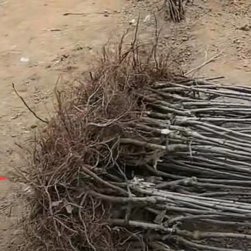 樱桃苗/各种品种/成活率高/砧木