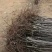 樱桃苗/各种品种/成活率高/砧木