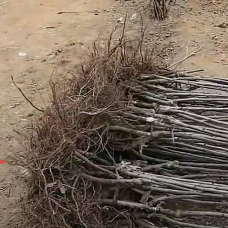樱桃苗/各种品种/成活率高/砧木