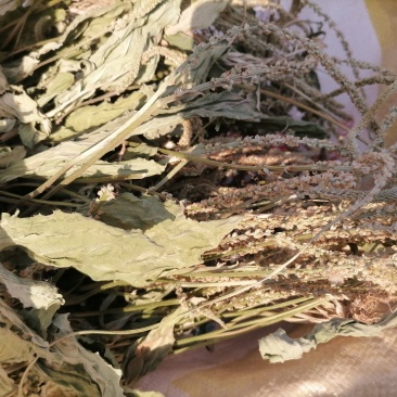 车前草
