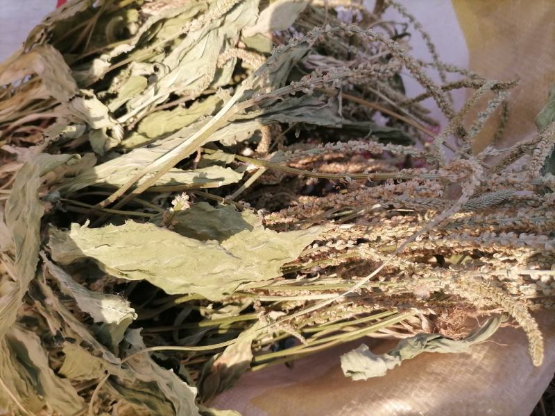 车前草