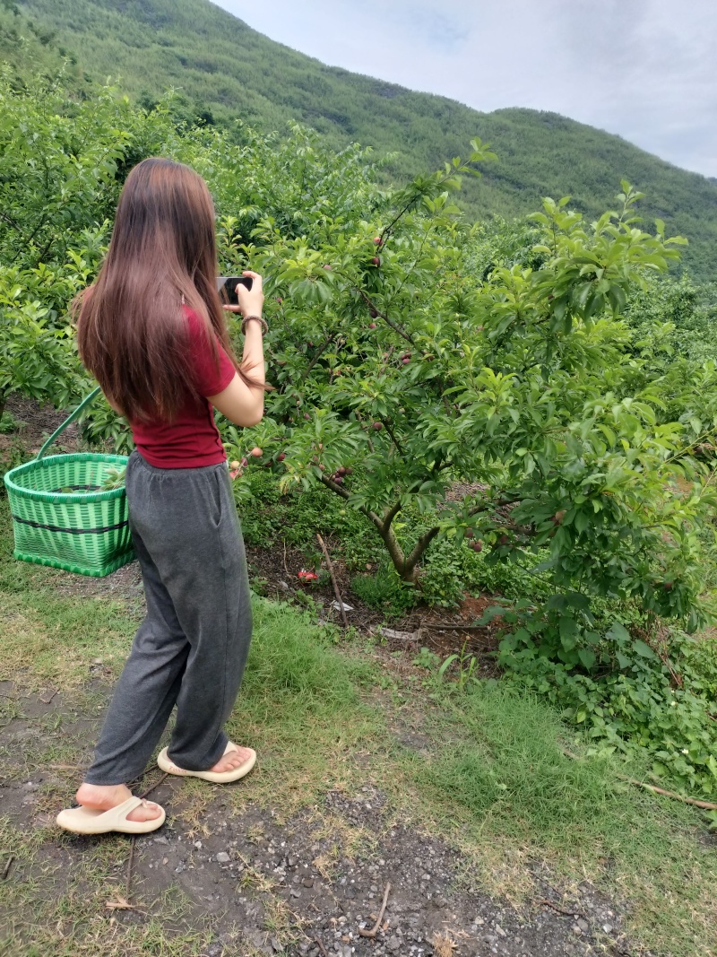 广西贺州三华李