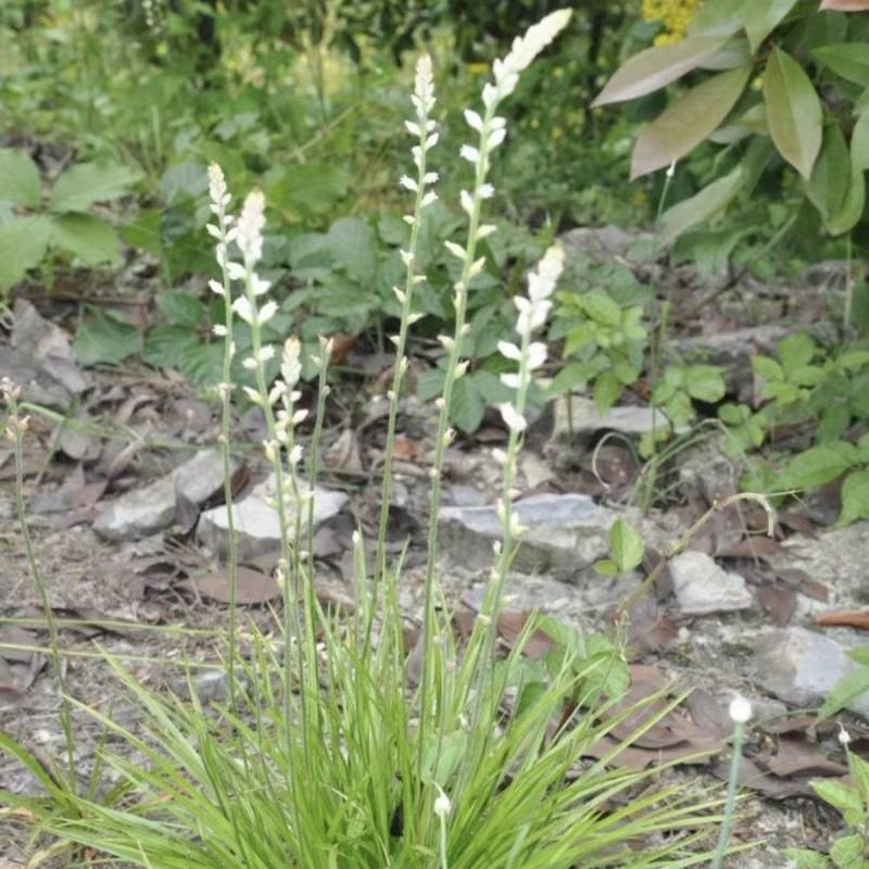 野生肺筋草金钱吊白米