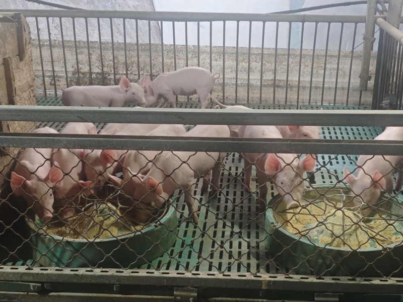 沭阳本地大白育肥猪崽20-50斤480元起量大从