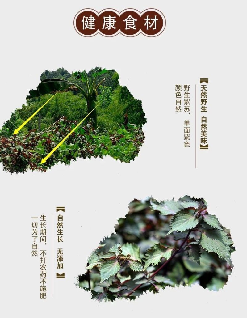 紫苏叶干中药材新鲜食用小紫苏叶子泡澡泡脚炒海鲜去腥泡茶