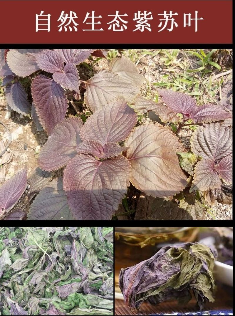 紫苏叶干中药材新鲜食用小紫苏叶子泡澡泡脚炒海鲜去腥泡茶