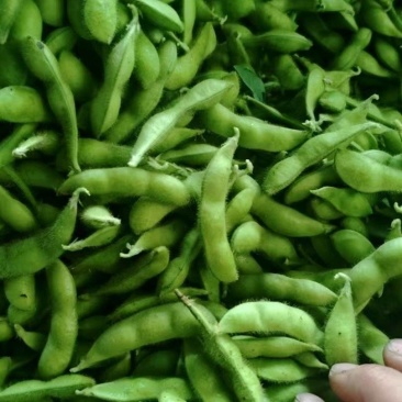精品毛豆新鲜现摘毛豆青豆荚颗粒饱满农家自种产地直
