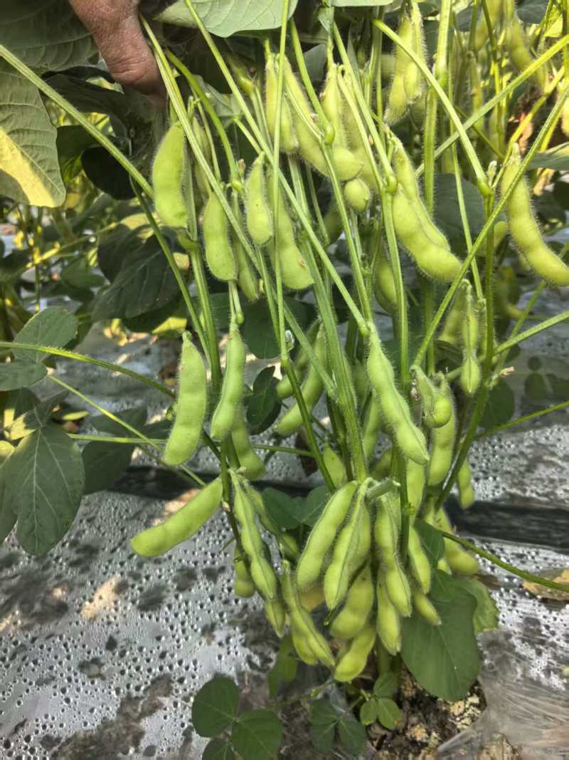 精品毛豆新鲜现摘毛豆青豆荚颗粒饱满农家自种产地直