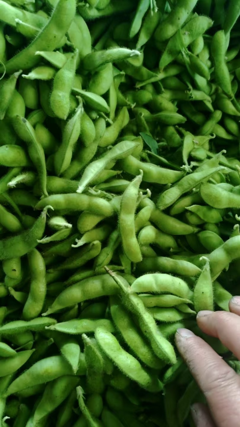 精品毛豆新鲜现摘毛豆青豆荚颗粒饱满农家自种产地直