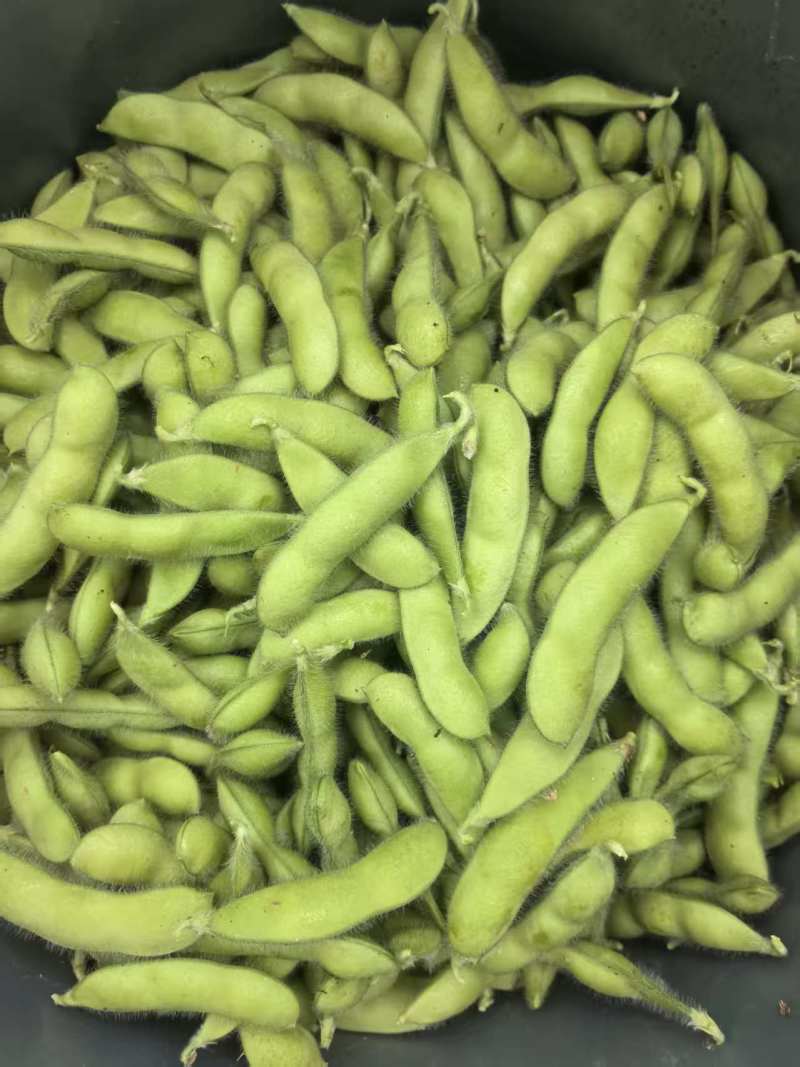 精品毛豆新鲜现摘毛豆青豆荚颗粒饱满农家自种产地直