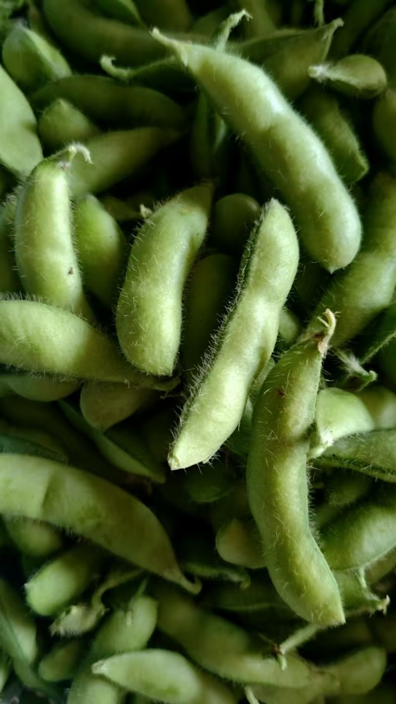 精品毛豆新鲜现摘毛豆青豆荚颗粒饱满农家自种产地直