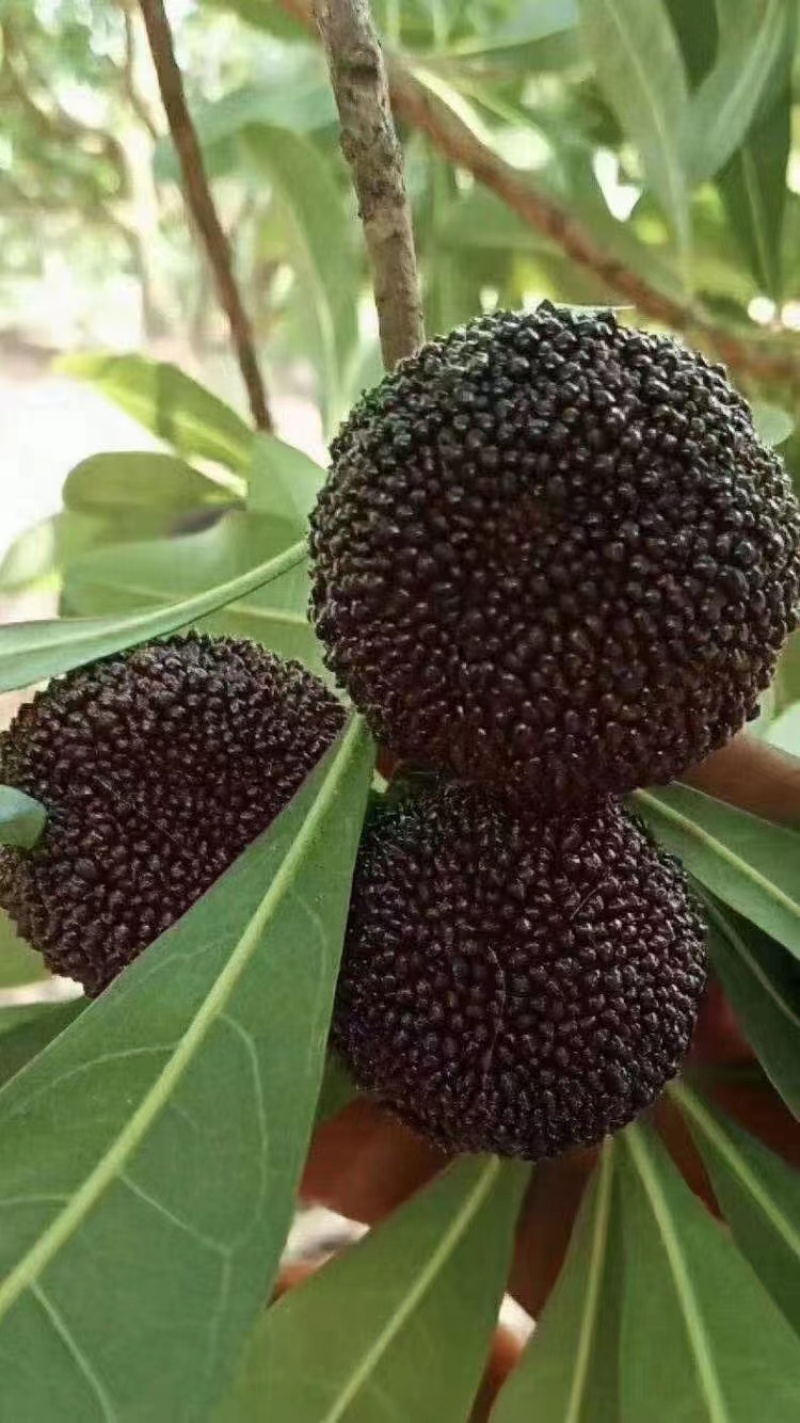 慈溪杨梅可一件代发可批量走