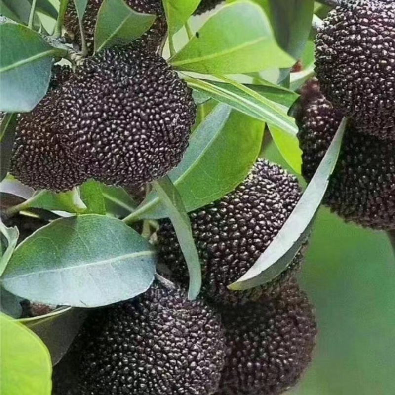 慈溪杨梅可一件代发可批量走