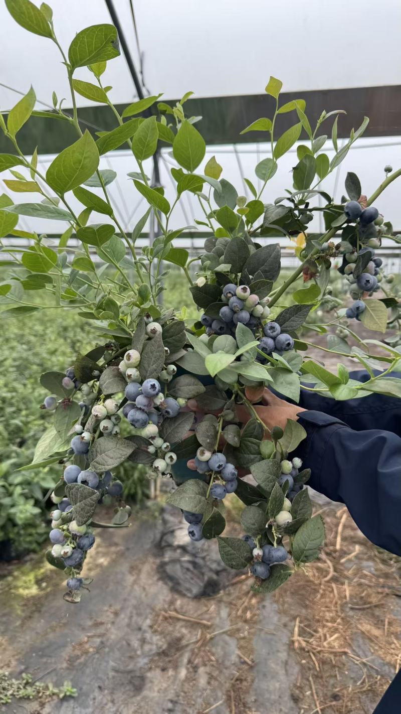 蓝莓盆栽，各种型号大量有货，基地货保证质量服务周到。