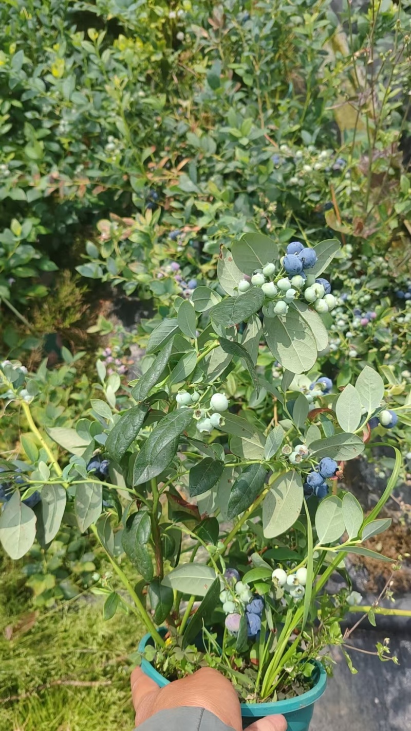 蓝莓盆栽，各种型号大量有货，基地货保证质量服务周到。