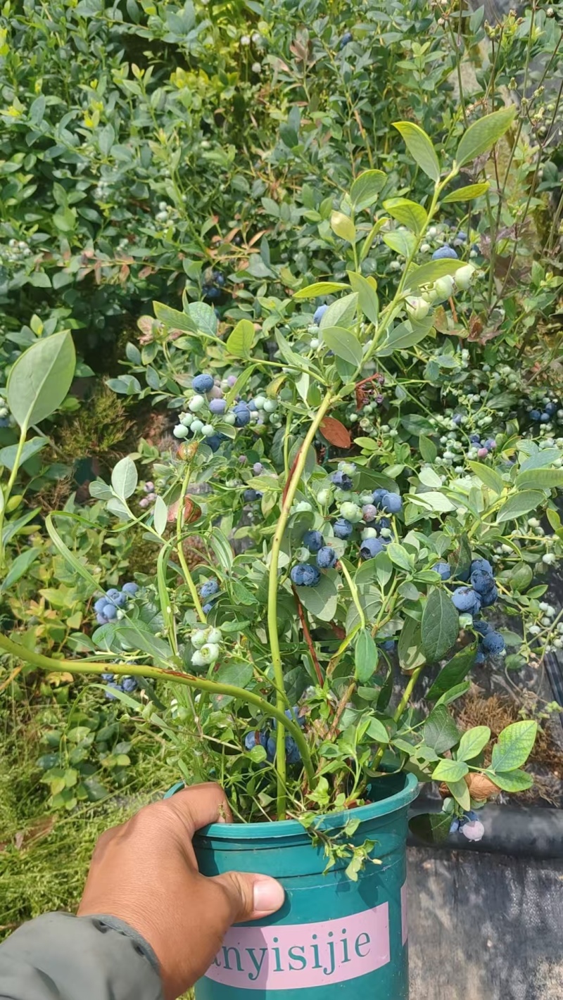 蓝莓盆栽，各种型号大量有货，基地货保证质量服务周到。