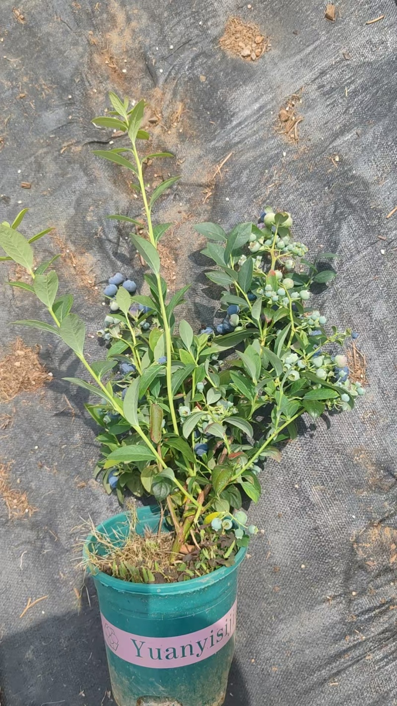 蓝莓盆栽，各种型号大量有货，基地货保证质量服务周到。
