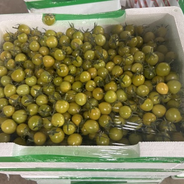 清甜2号，糖伯虎小番茄产地直发，大量有货，每天汇报最产地