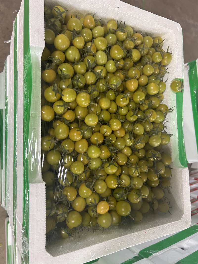 清甜2号，糖伯虎小番茄产地直发，大量有货，每天汇报最产地