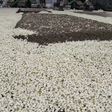仓库是图片做饮料茉莉花茶