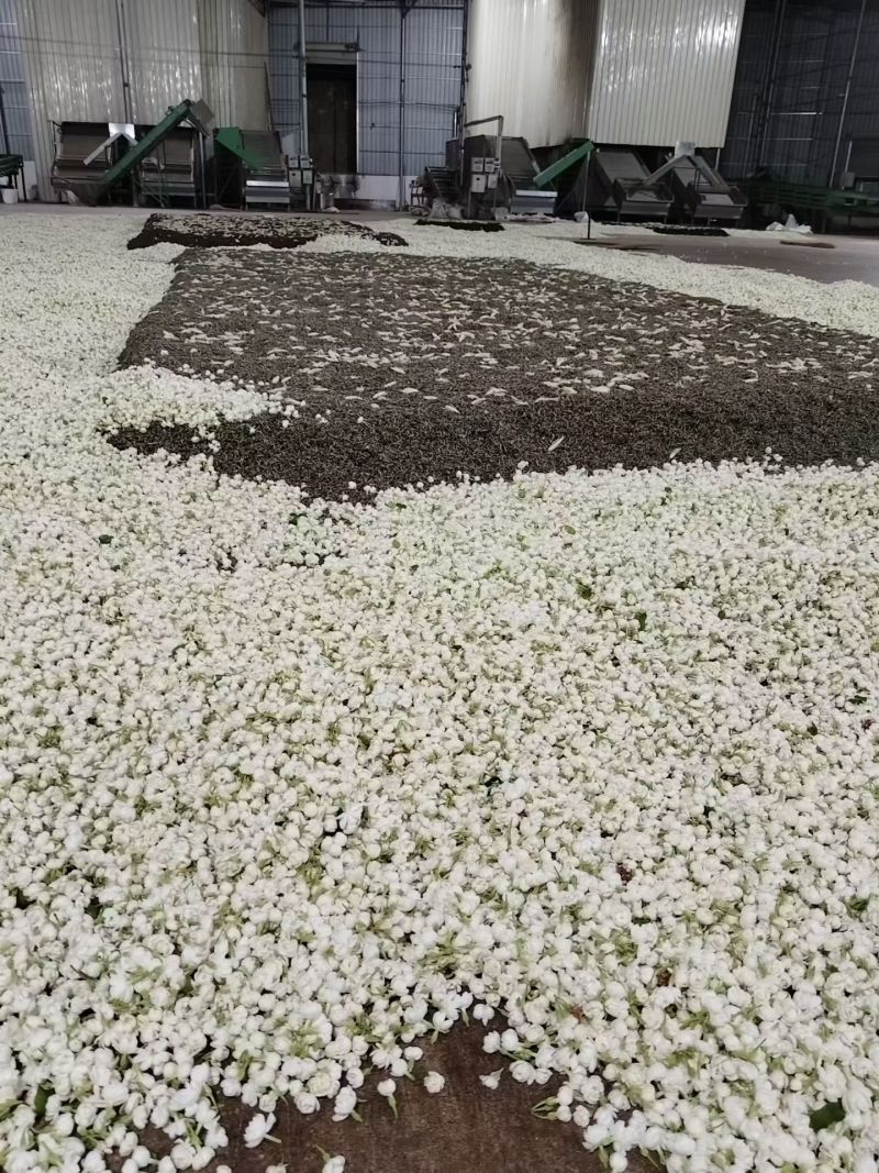 仓库是图片做饮料茉莉花茶