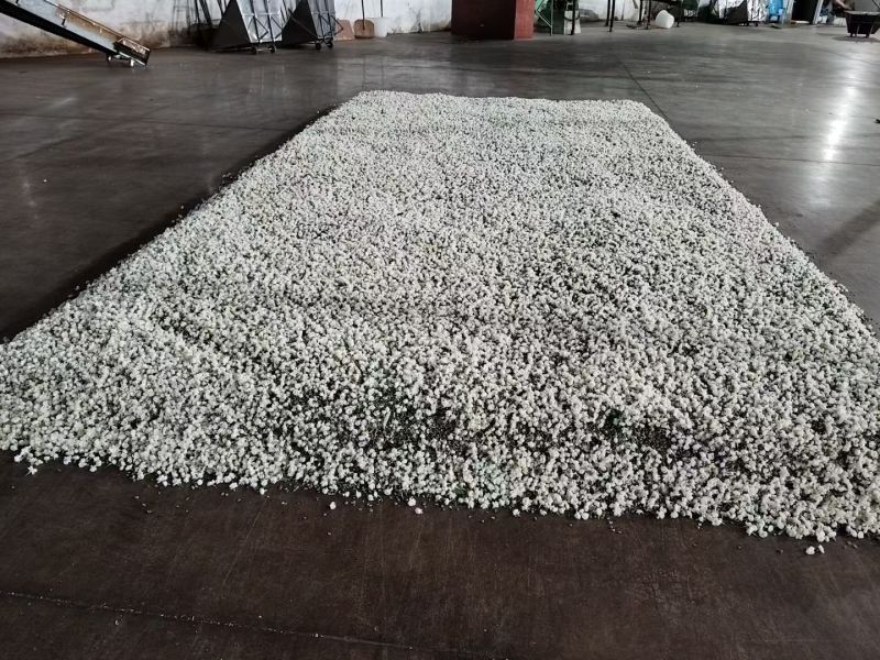 仓库是图片做饮料茉莉花茶