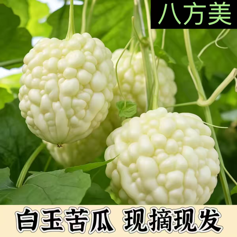 新鲜苹果苦瓜基地直发货，量大优