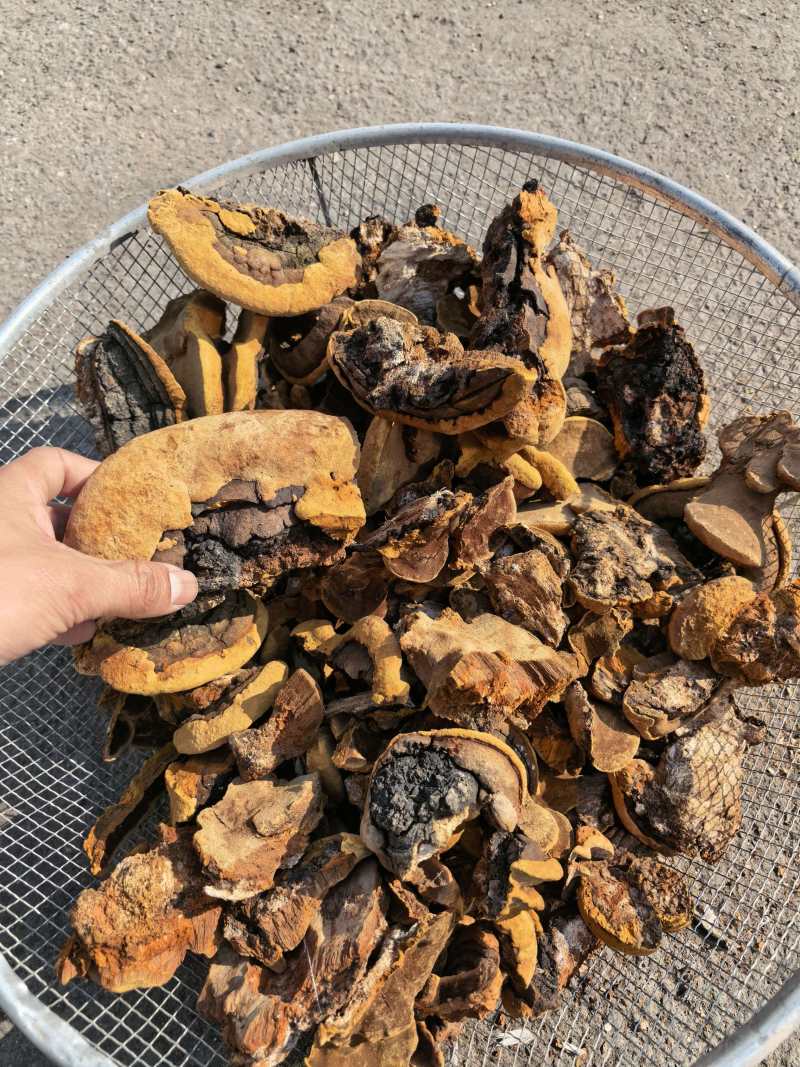 桑黄