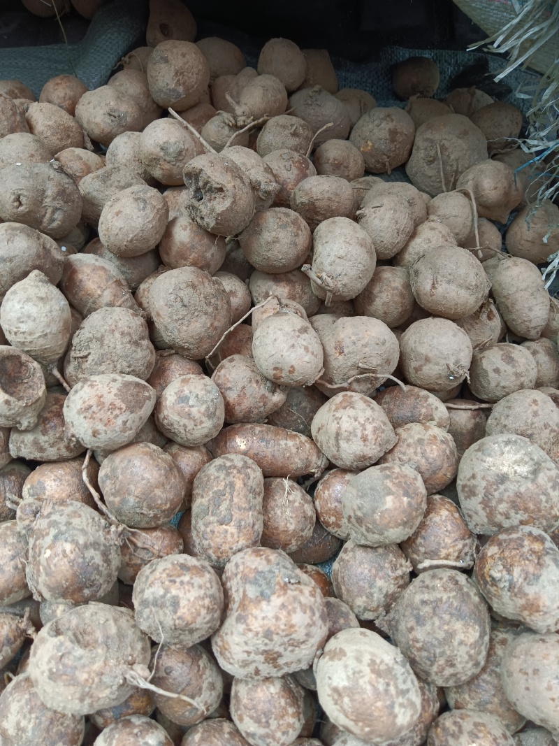 纯野生野洋芋，又名土圞儿，土栾儿，野凉薯，九牛子
