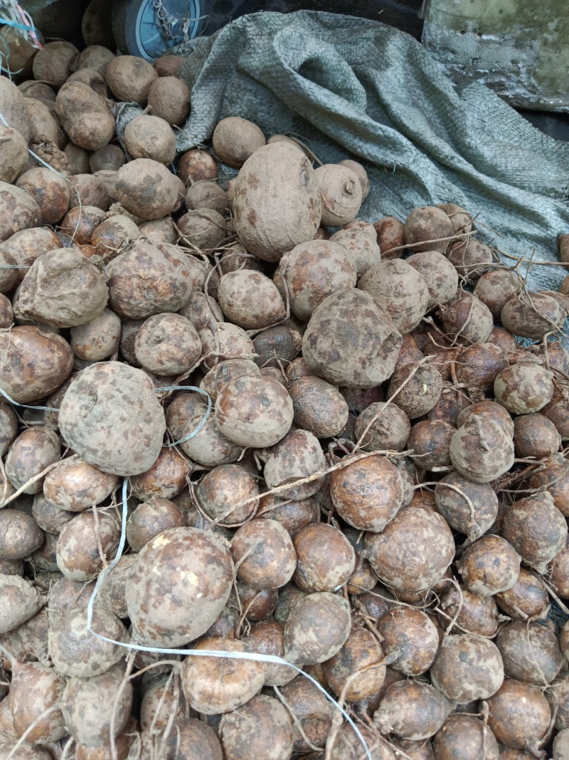 纯野生野洋芋，又名土圞儿，土栾儿，野凉薯，九牛子