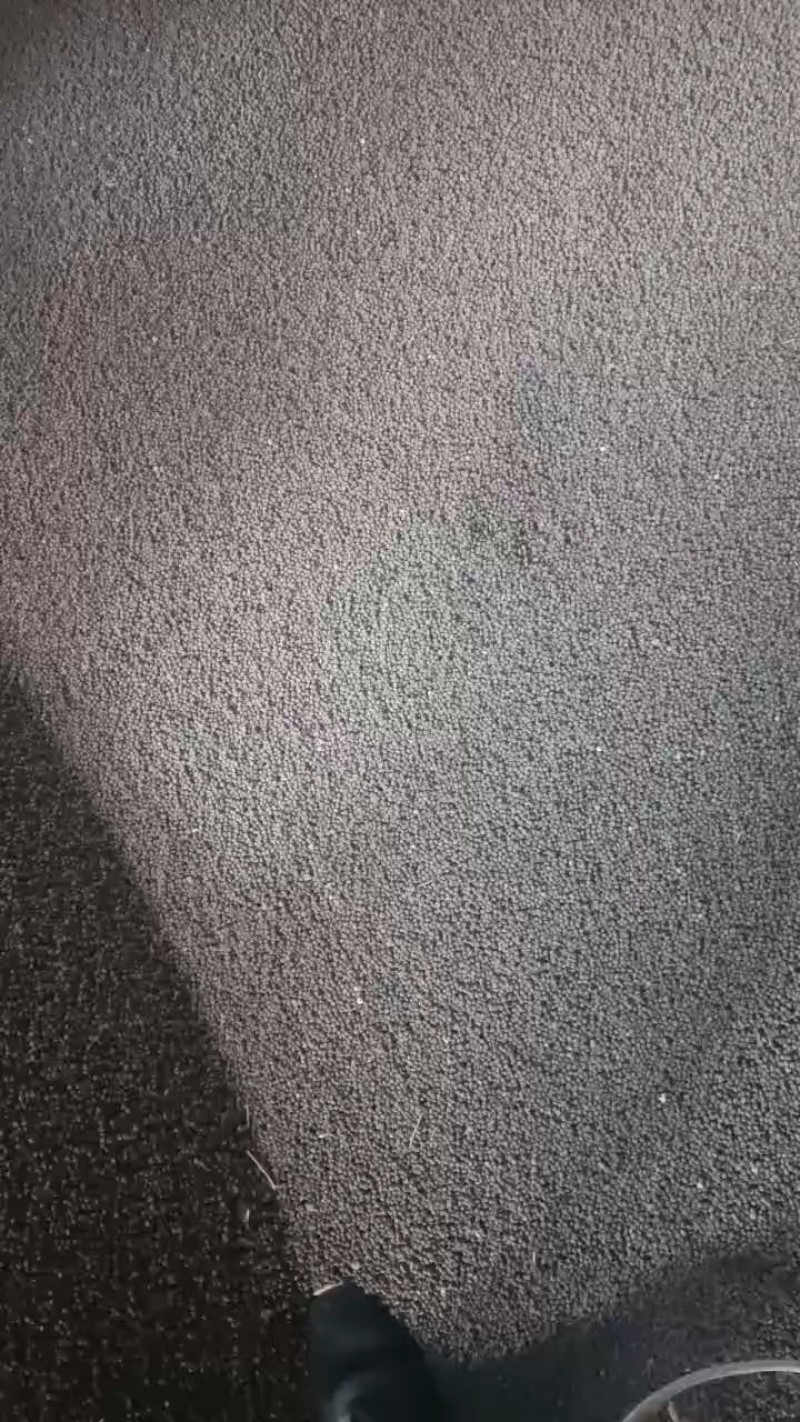 黑豌豆