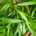 精品空心菜