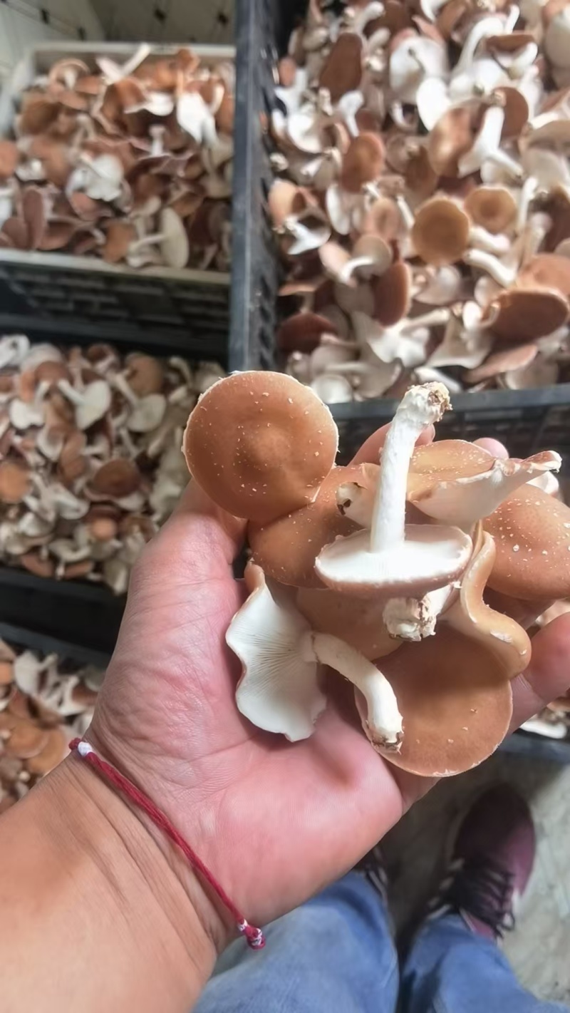 云南大理小香菌/香菇/小香蕈